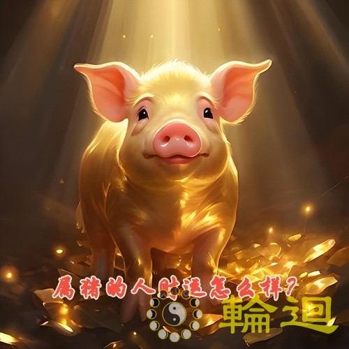 属猪的人财运怎么样？属猪的人有偏财运吗？