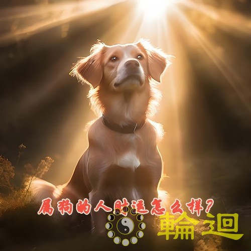 属狗的人财运怎么样？属狗的人有偏财运吗？